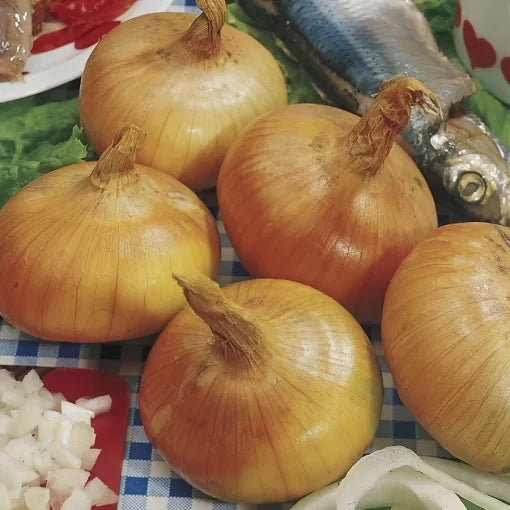 Walla Walla Sweet Onion Seeds High Germination Garden Seeds heirloom non-gmo seeds