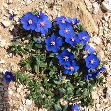 Blue Pimpernel Flower Seeds Anagallis monelli for Deer-Resistant Groundcover Planting