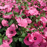 Heirloom (Heirloom scientific name) for planting in garden
