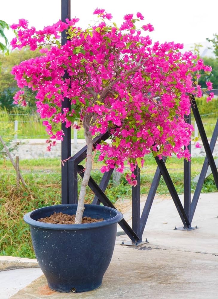 Bougainvillea Bougainvillea spectabilis Flower Seeds for Planting in Vertical Garden