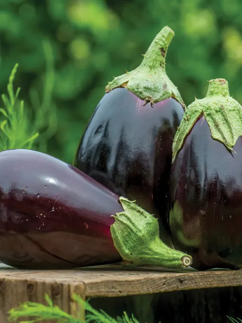 Eggplant Seeds (Organic) - Black Beauty