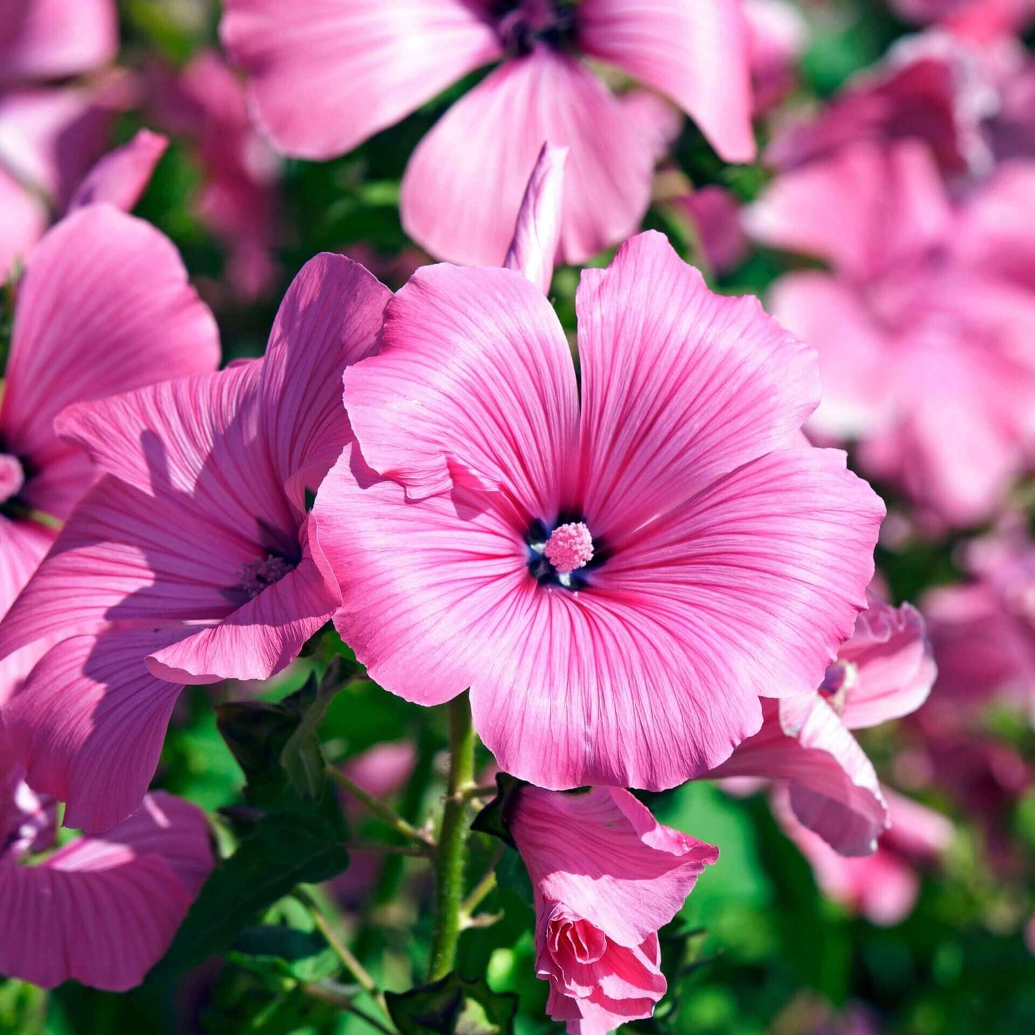 Rose Mallow Malva sylvestris flower seeds for planting in backyard garden beds