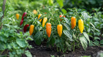 mature pepper plants with clusters of yellow fruits

