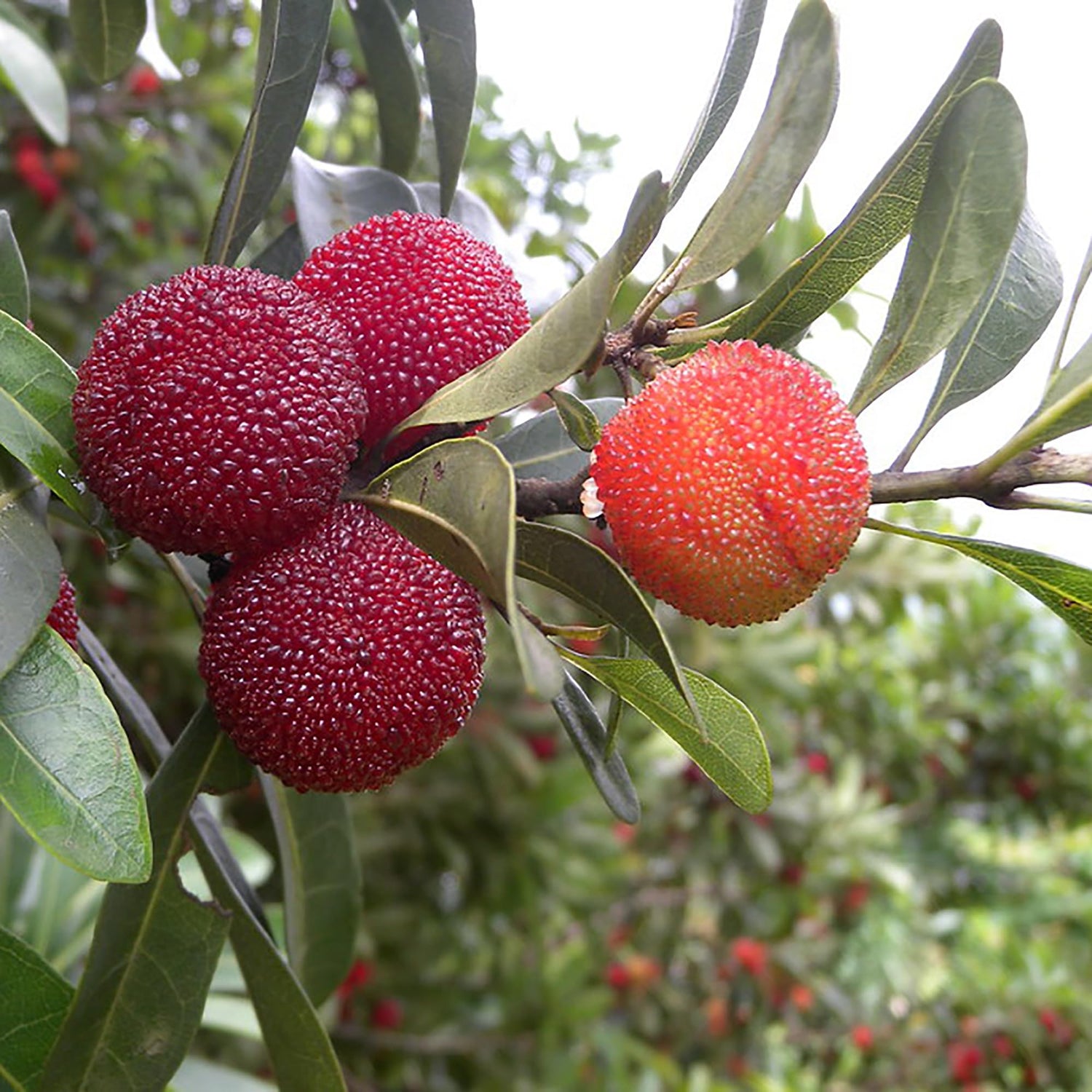Bayberry Fruit Seeds for Planting - Orange Bayberries for a Sweet and Aromatic Harvest