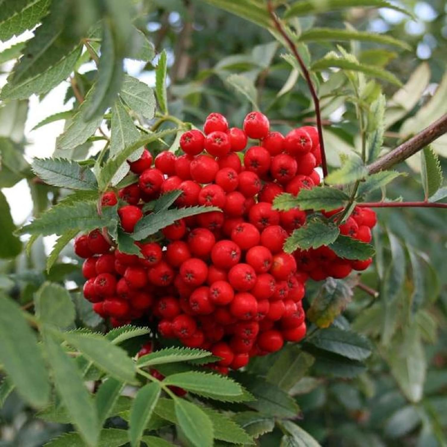 Sorbus Aucuparia Fruit Seed Pack for Beautiful Berries