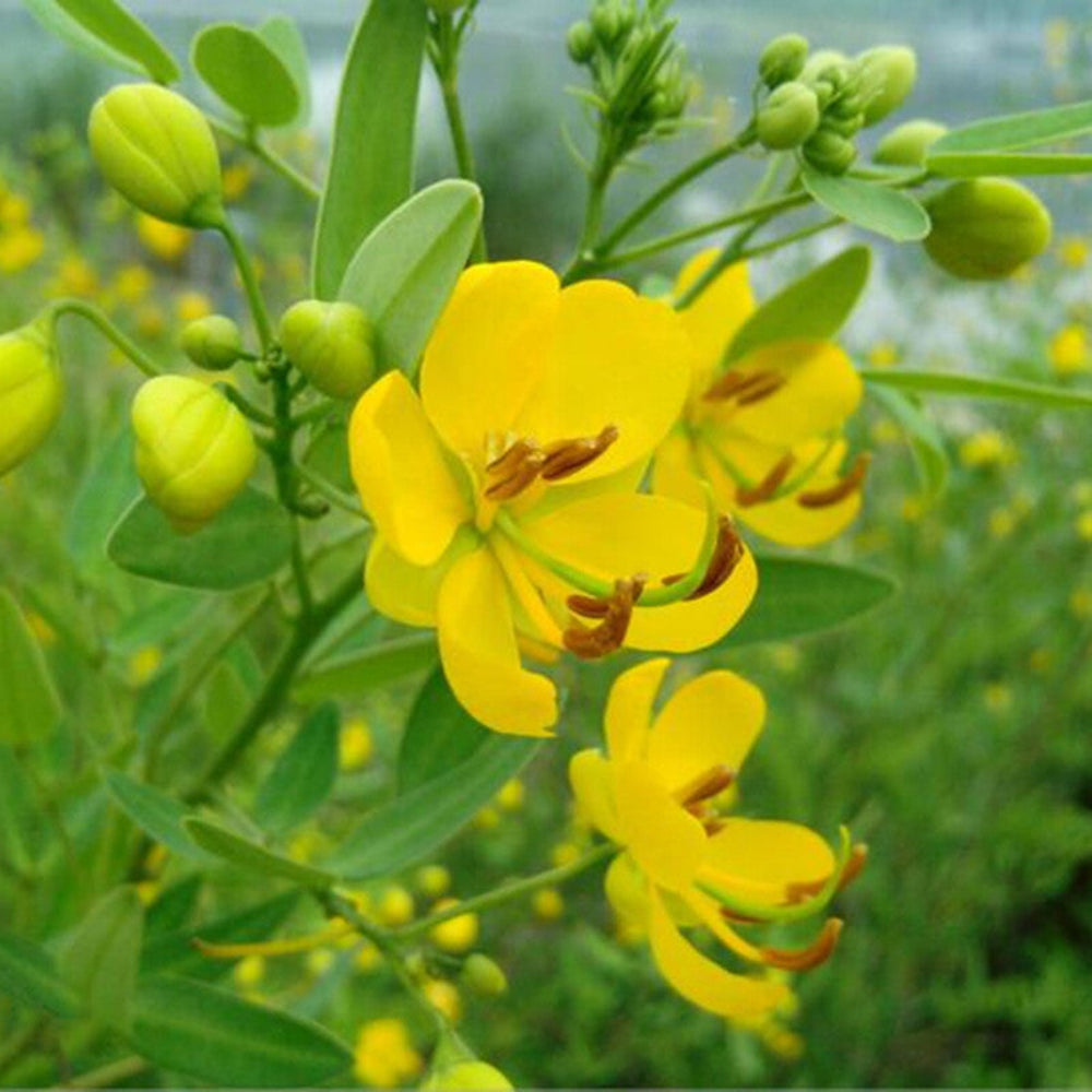 Semen Cassiae Flower Seeds for Planting Herbal Blooming Seeds, Medicinal Ornamental Plant