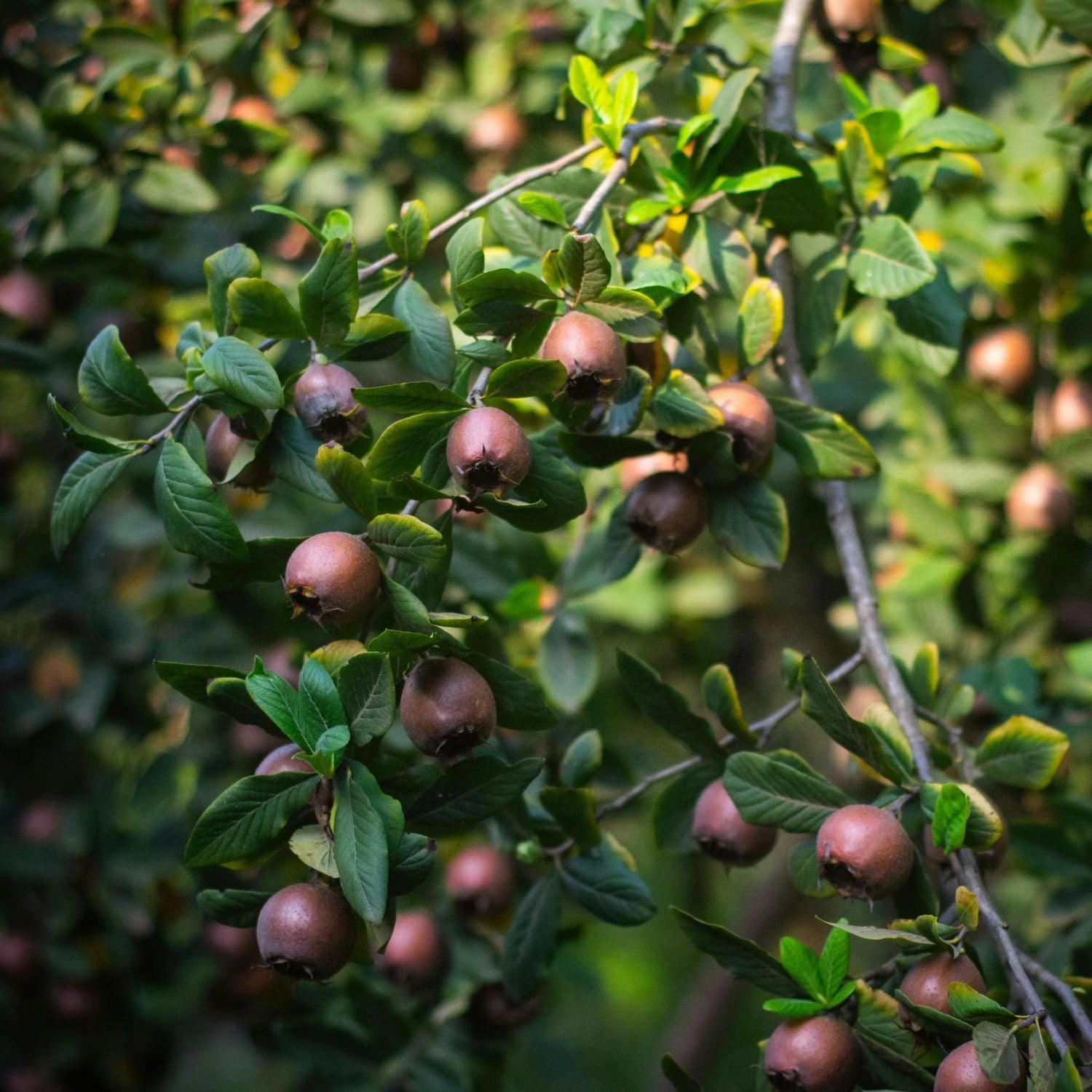 Medlar Fruit Seeds for Growing Unique and Tangy Medlar Trees