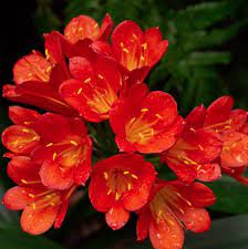 Klivia Clivia miniata Bush Lily Flower Seeds for Planting in Indoor Pots