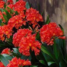 Klivia Clivia miniata Bush Lily Flower Seeds for Planting in Indoor Pots
