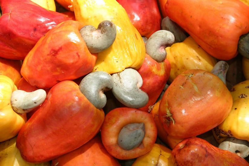 Cashew Apple Seeds (Anacardium occidentale)