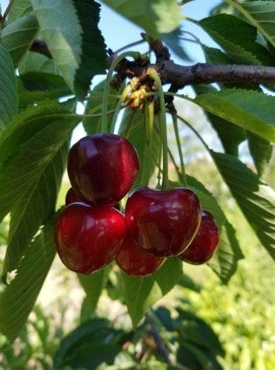 Chokecherry (Prunus virginiana)