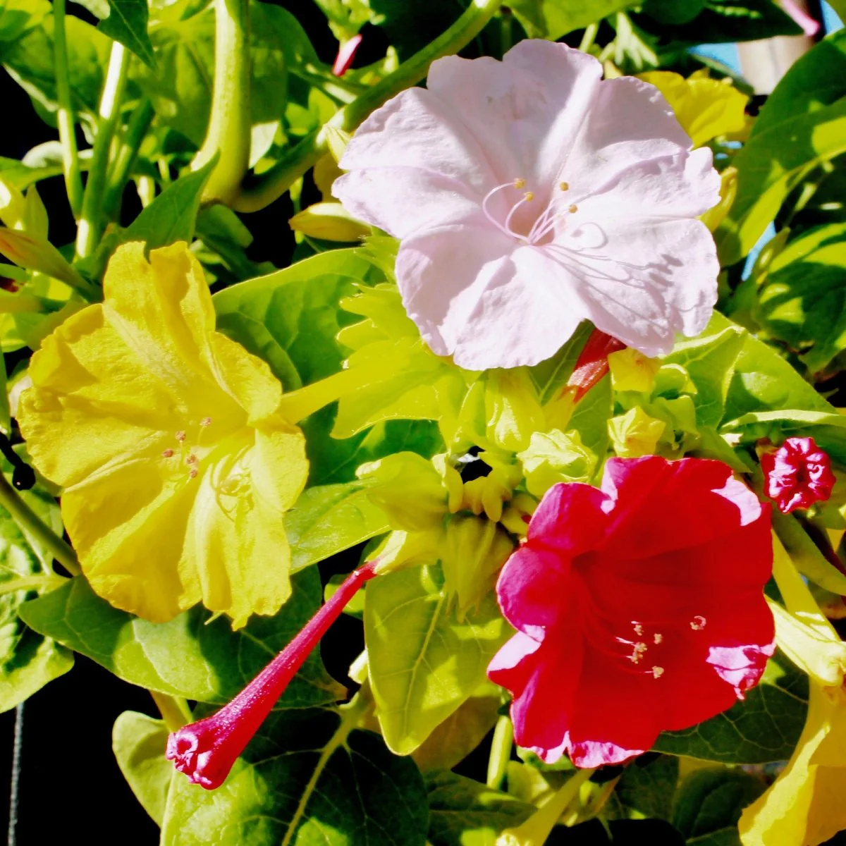 Yellow Red Four O'Clock Seeds for Planting – Organic, Heirloom, Non-GMO Flower Seeds