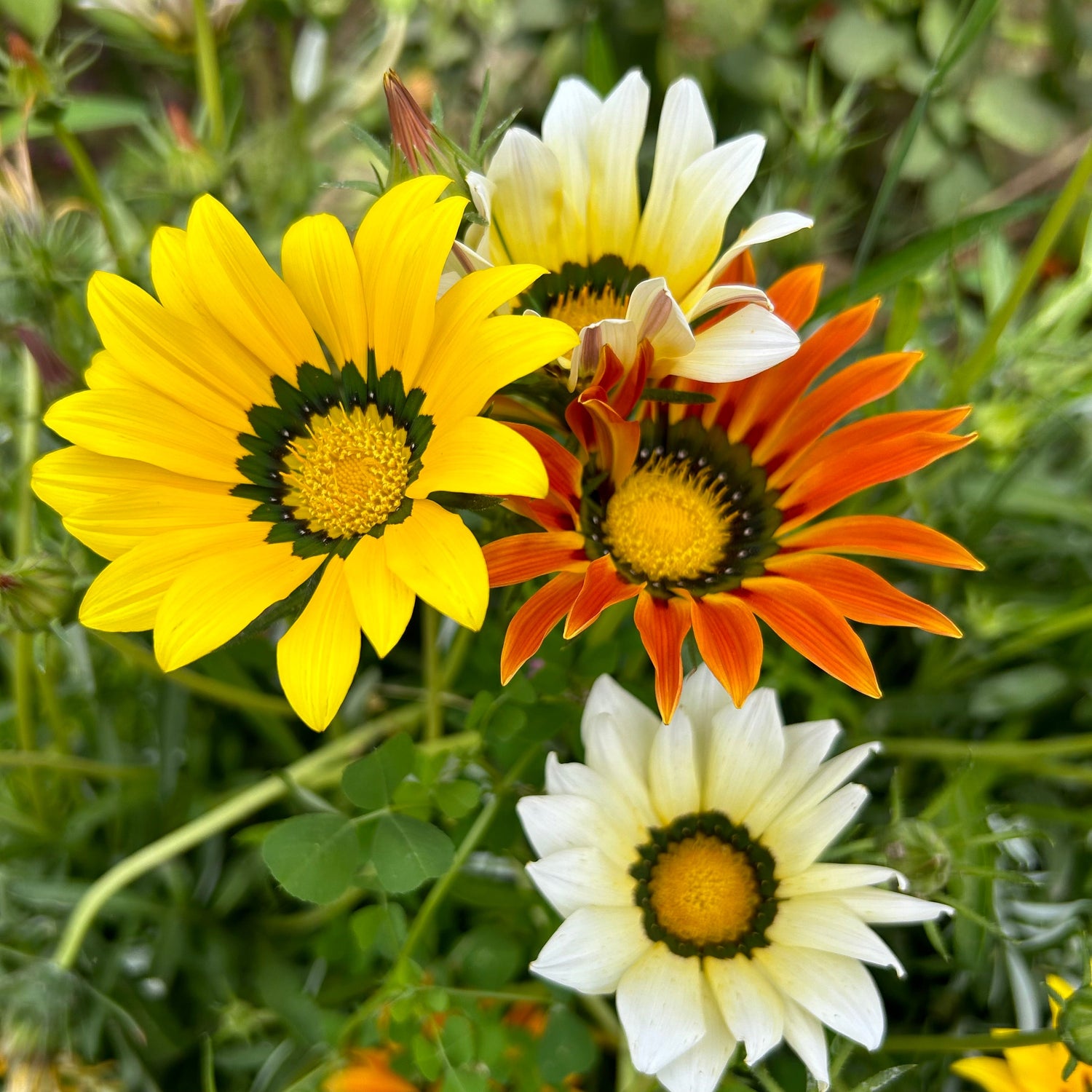 Gazania New Day Mix Seeds