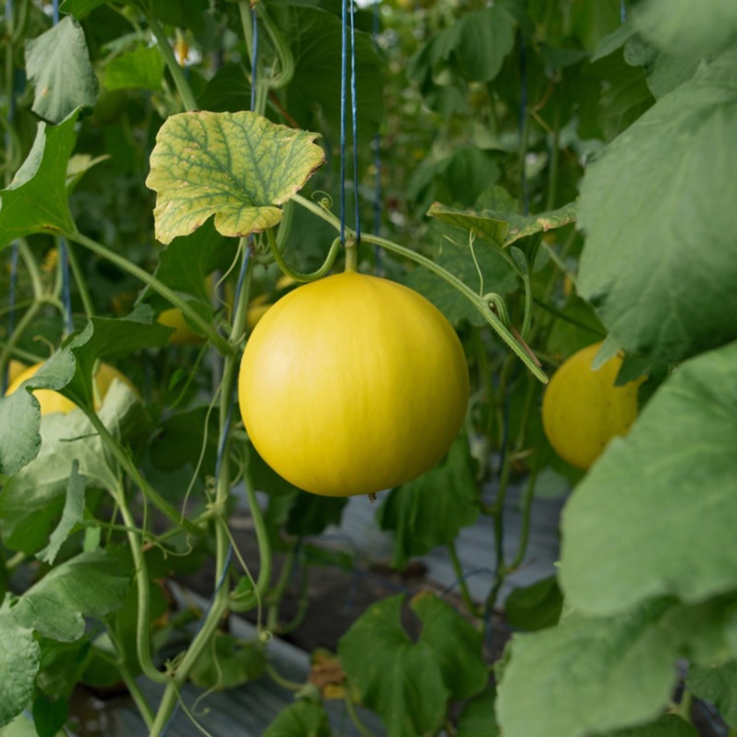 Heirloom Melon Fruit Seed Set for Rich, Sweet Melon Varieties