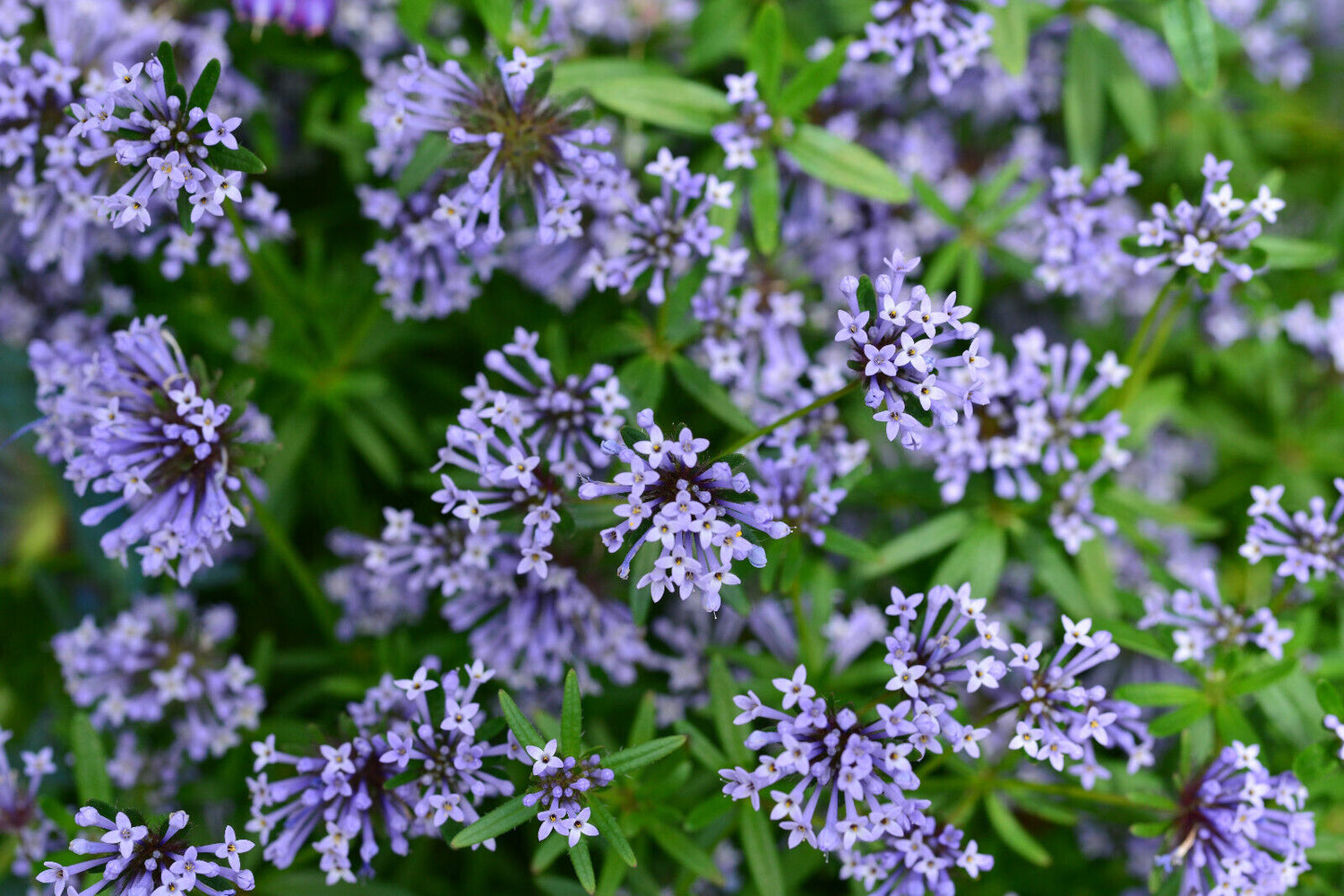 Blue Woodruff