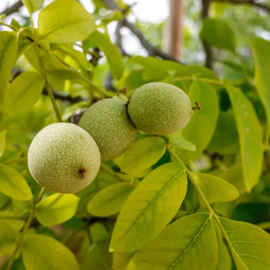 Walnut Fruit Seeds for Growing Nut-Bearing Walnut Trees