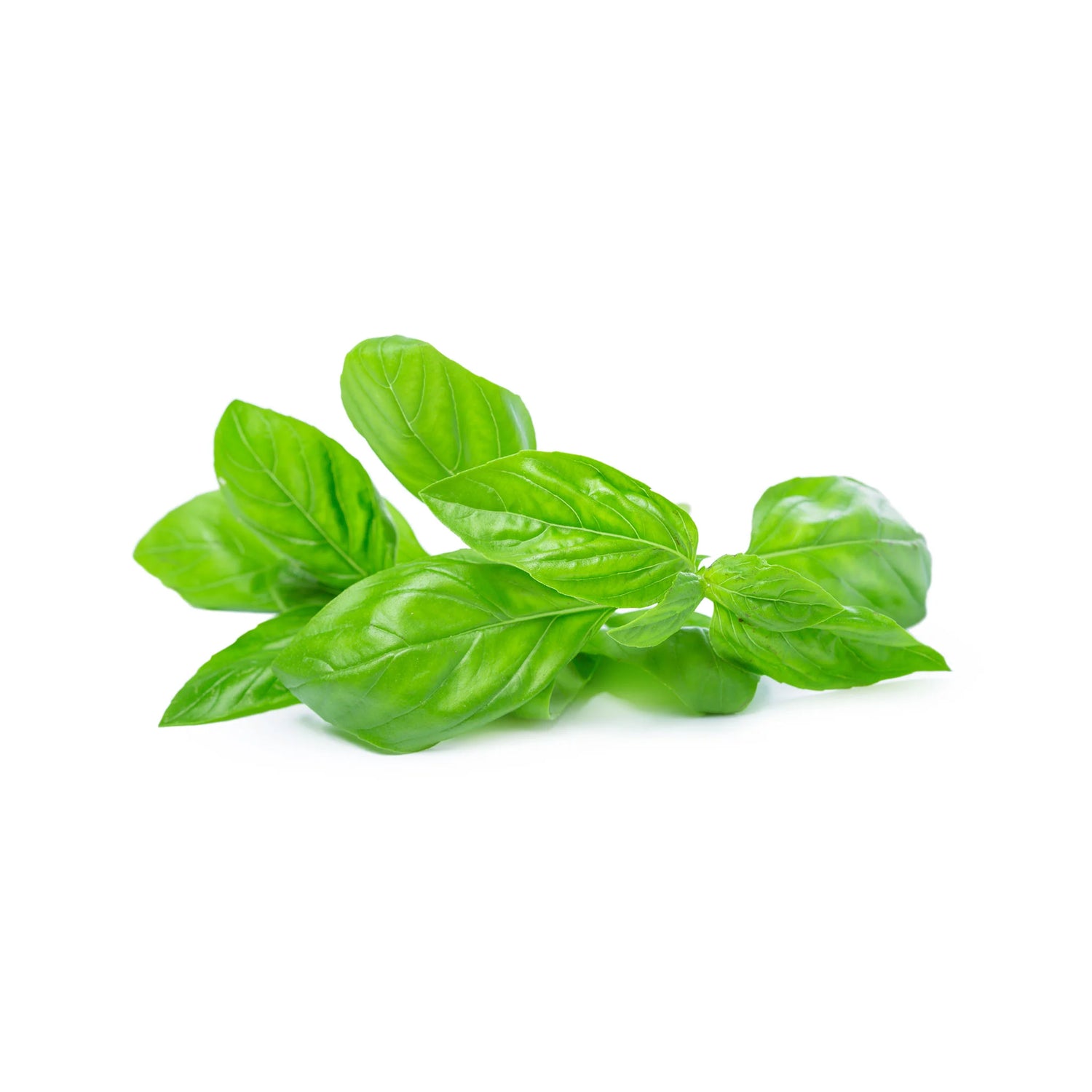 Italian Large Leaf Basil Seeds for Flavorful Herb Gardens-Heirloom & Non-GMO Seeds for planting – Fresh Herb for Your Garden