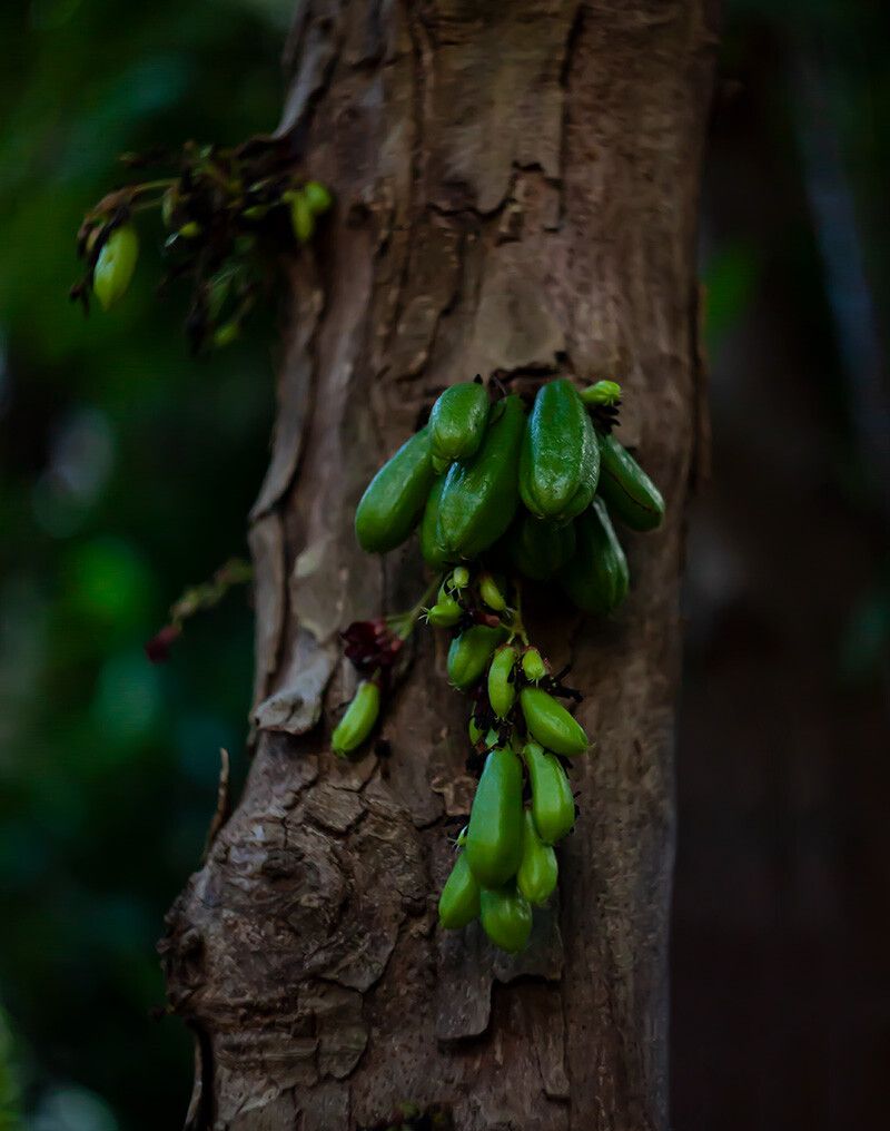 Bilimbi Fruit Seeds (Averrhoa bilimbi)