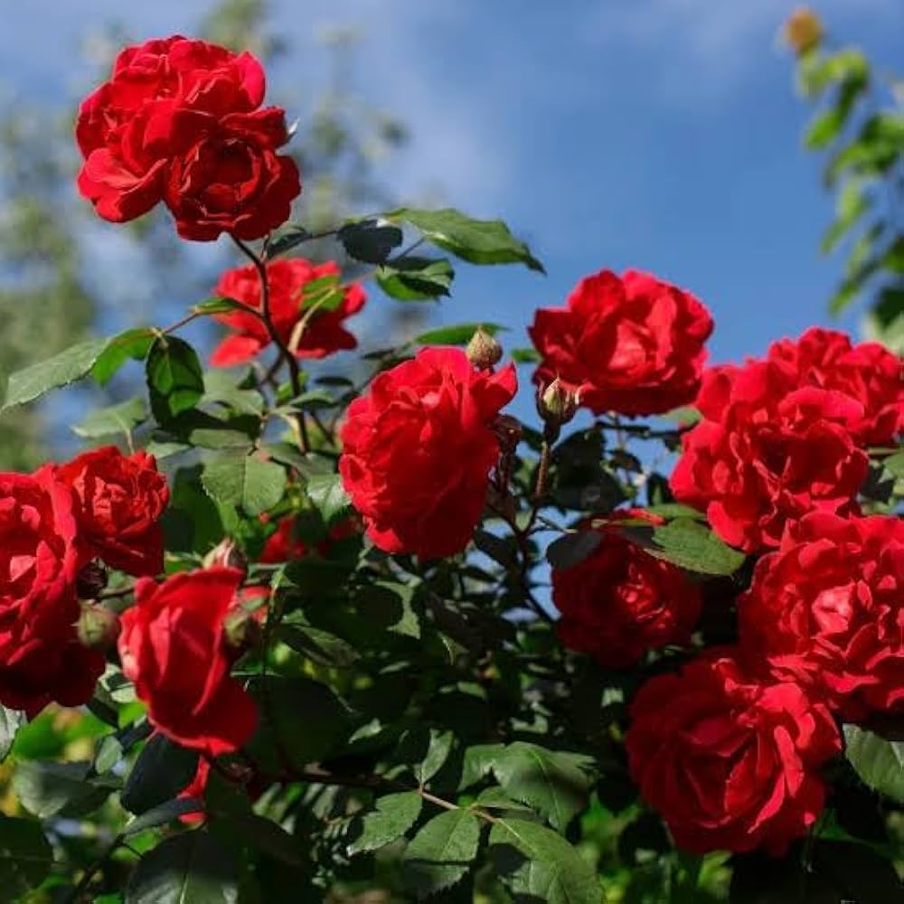 Rose Rosa hybrida Flower Tree Seeds for Planting in Bonsai Style