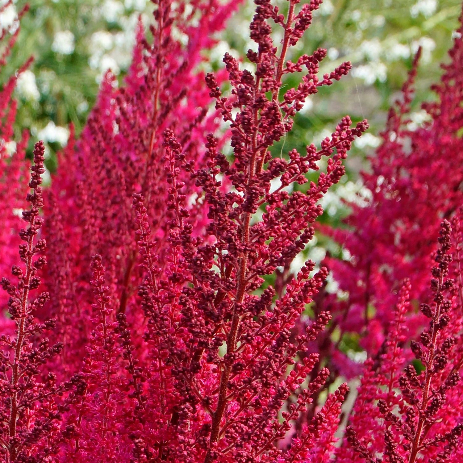 Astilbe Mighty Chocolate Cherry Bulbs