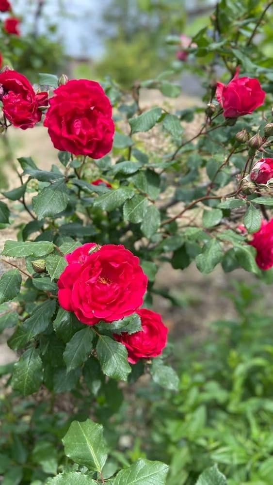 Rose Rosa hybrida Flower Tree Seeds for Planting in Bonsai Style
