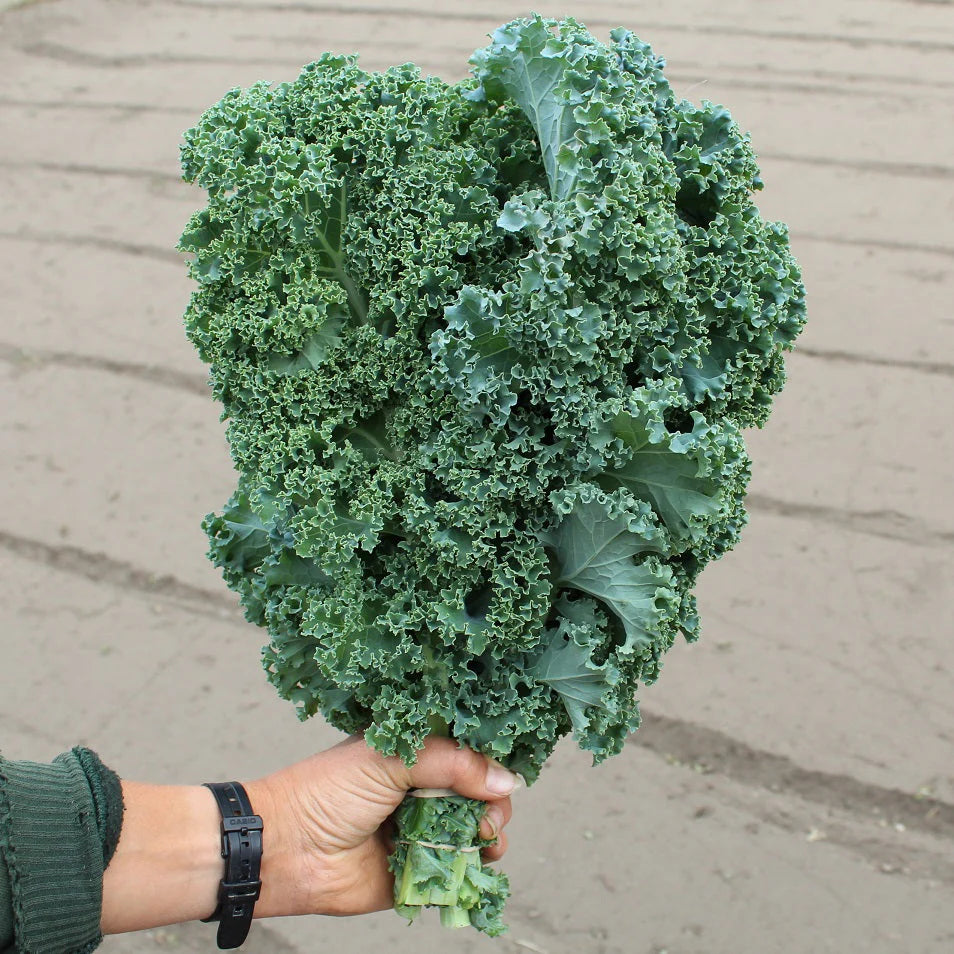 Winterbor Hybrid Kale Seeds | Curly Dark-Green Winter Hardy Kale – Heirloom, Non-GMO, High Germination Organic Garden Seeds