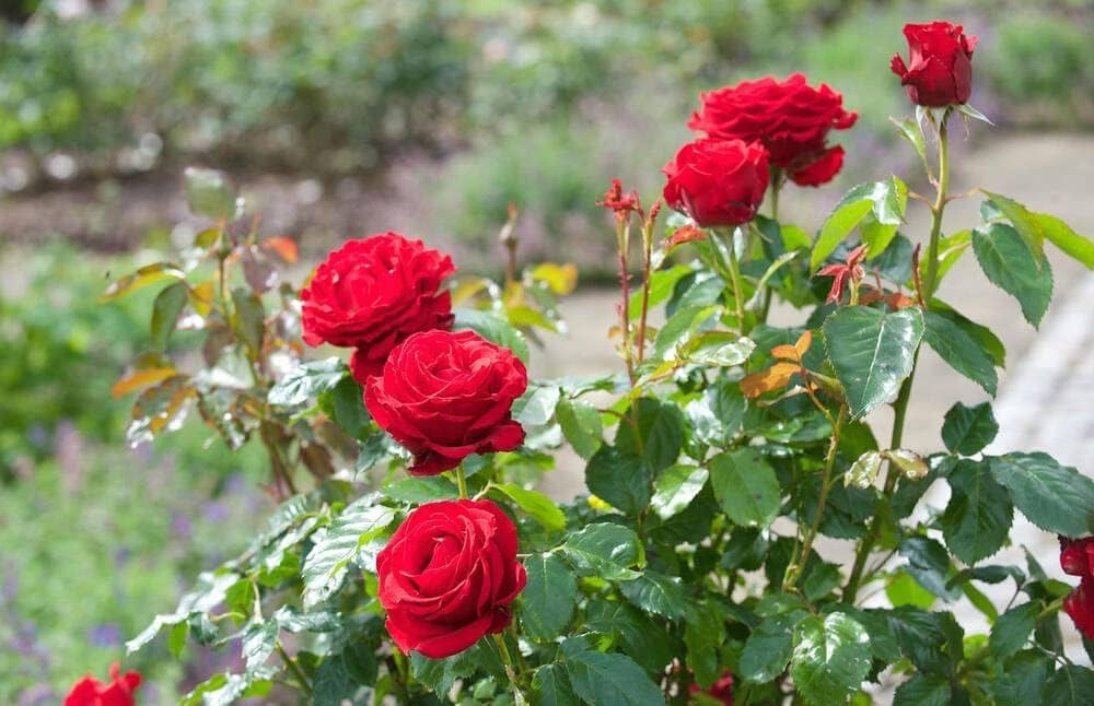 Rose Rosa hybrida Flower Tree Seeds for Planting in Bonsai Style