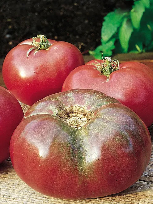 Tomato Seeds - Cherokee Purple