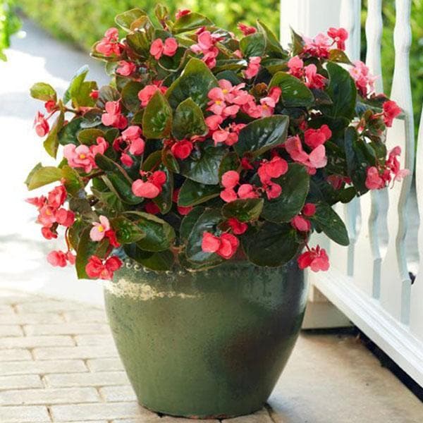 Begonia Begonia spp. Flower Seeds for Planting in Colorful Potted Gardens