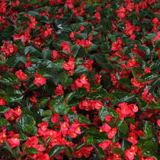 Begonia Begonia spp. Flower Seeds for Planting in Colorful Potted Gardens