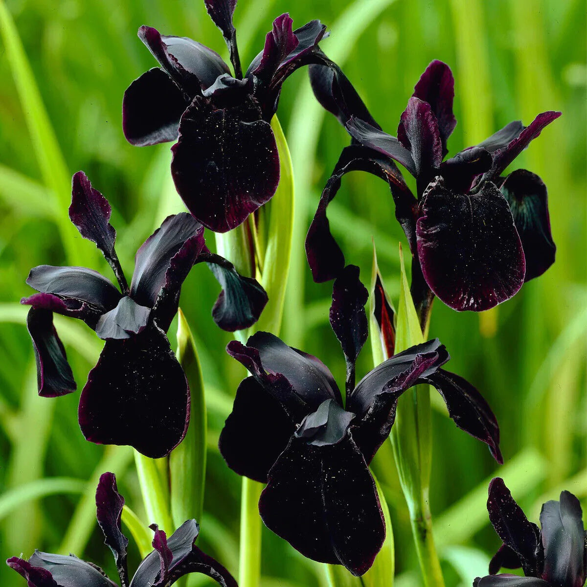 Siberian Iris Roots - Black Flowered