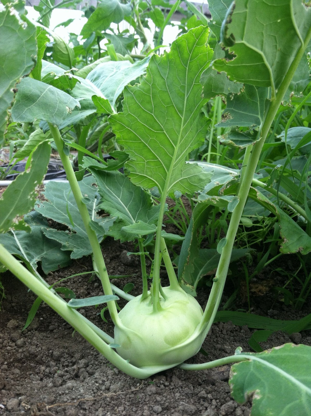 Konan Kohlrabi Seeds Heirloom Non-GMO High Germination Organic Garden Seeds
