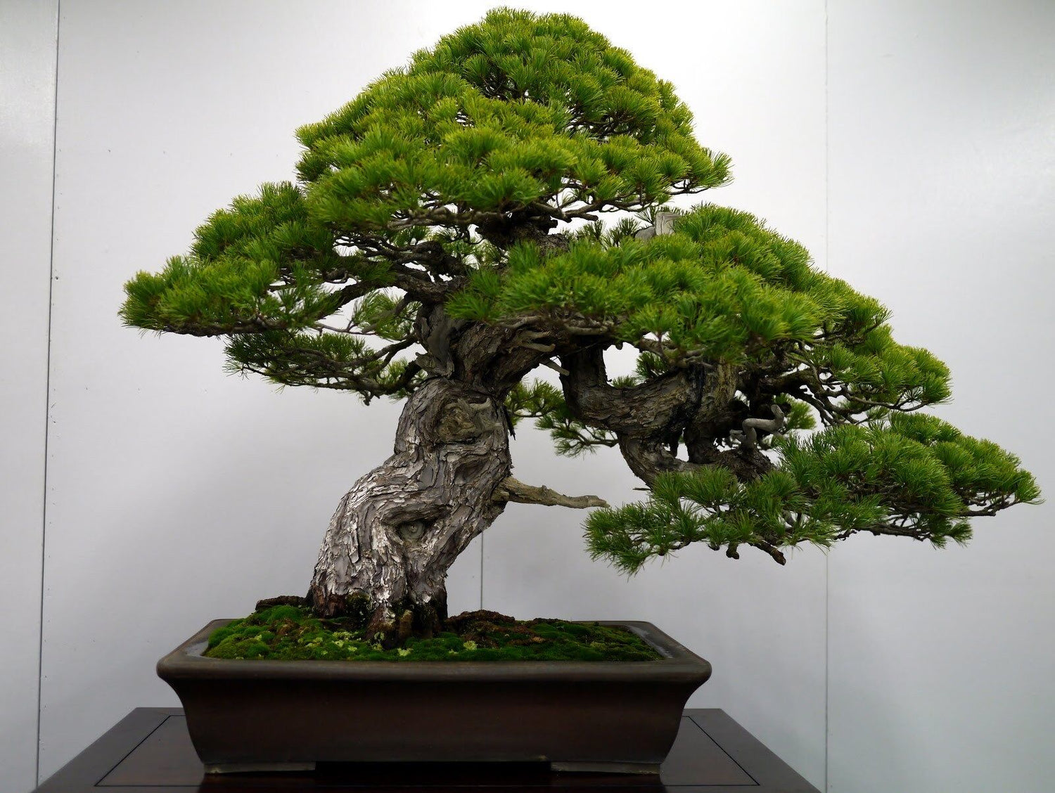 Japanese Black Pine Bonsai Tree