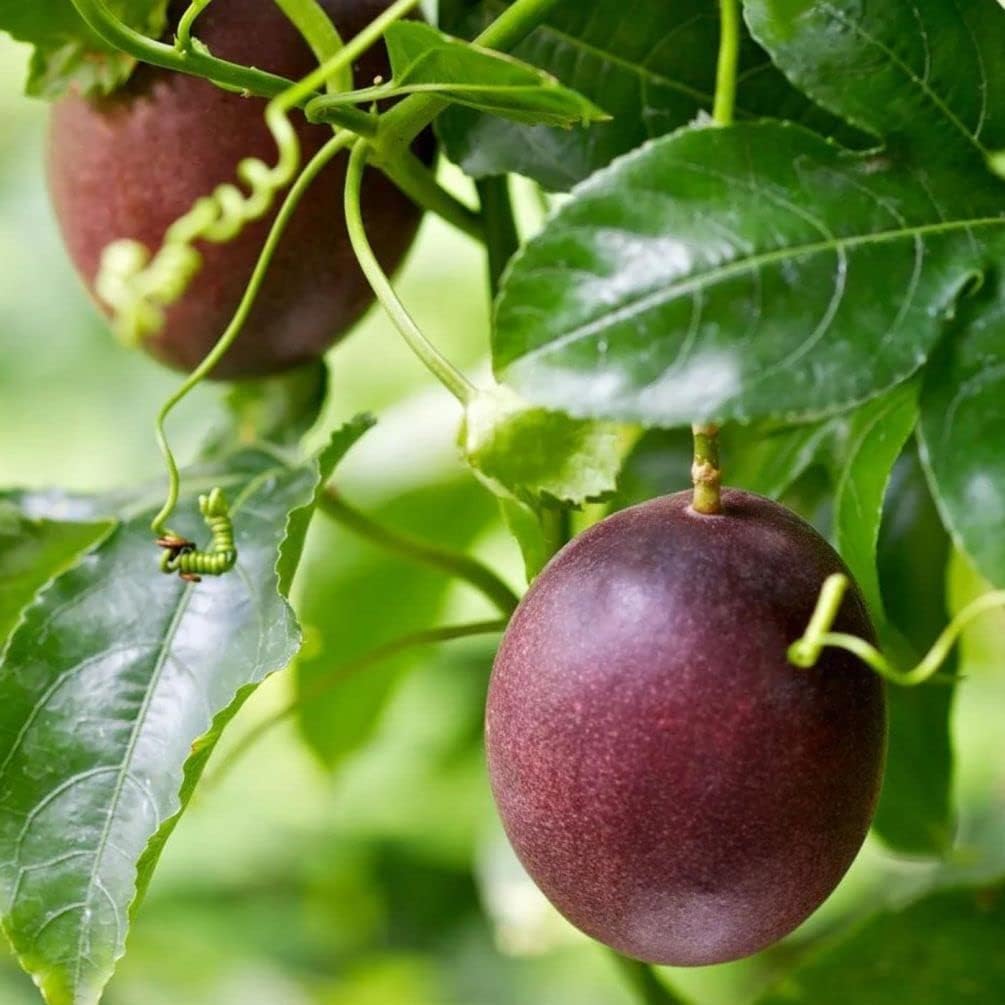 Passionfruit Seed Pack for Tropical Vine Growth and Fruit Production