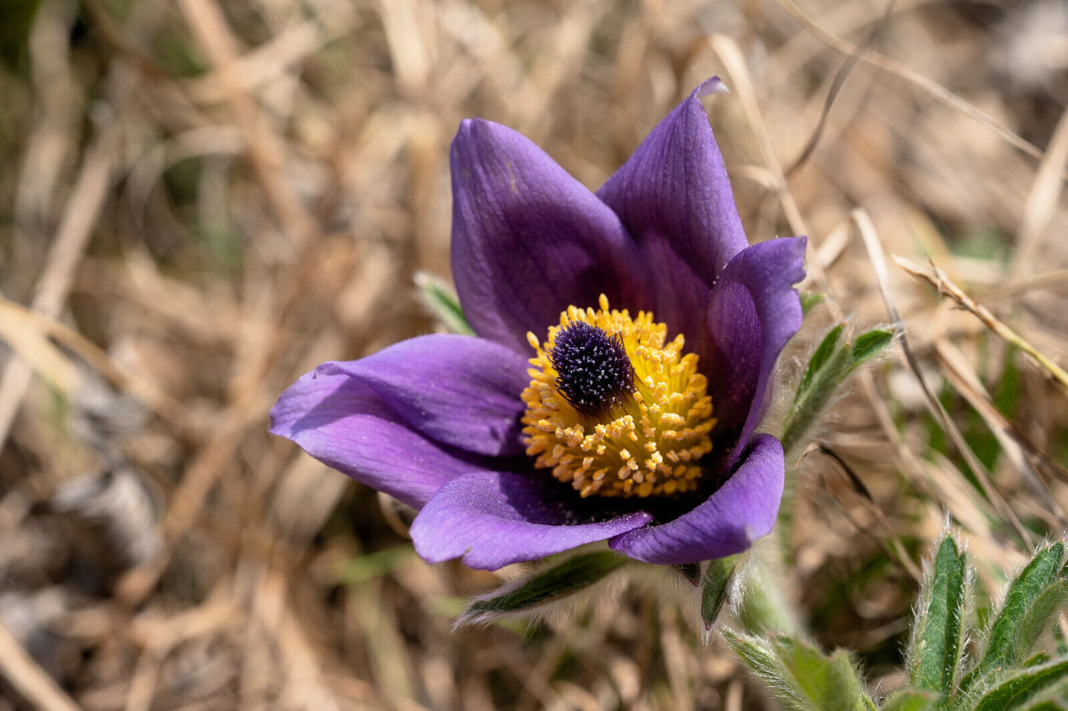 Violet Anemone Pulsatilla Purple Pasque Flower Seeds