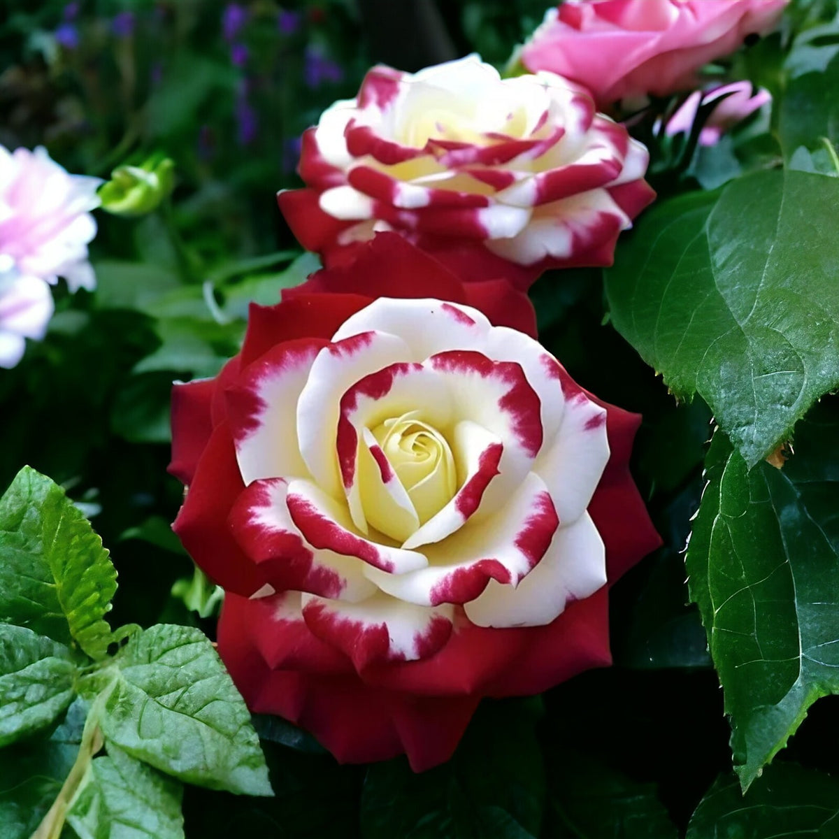 Mix Perennial Rose Seeds- Asian – Heirloom, Non-GMO, High Germination Organic Garden Seeds
