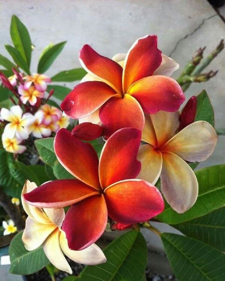 Dark Orange Plumeria Plumeria spp Flower Seeds for Planting in Tropical Garden