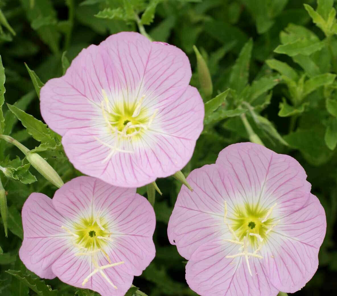 Evening Primrose Pink Ladies Flower Seeds Speciosa For Garden Yard Patio – Heirloom, Non-GMO, High Germination Organic Garden Seeds