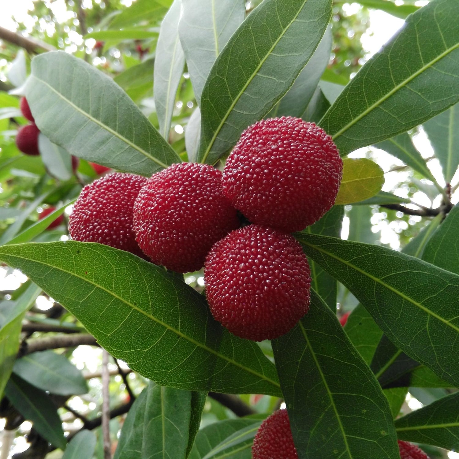 Bayberry Fruit Seeds for Planting - Orange Bayberries for a Sweet and Aromatic Harvest