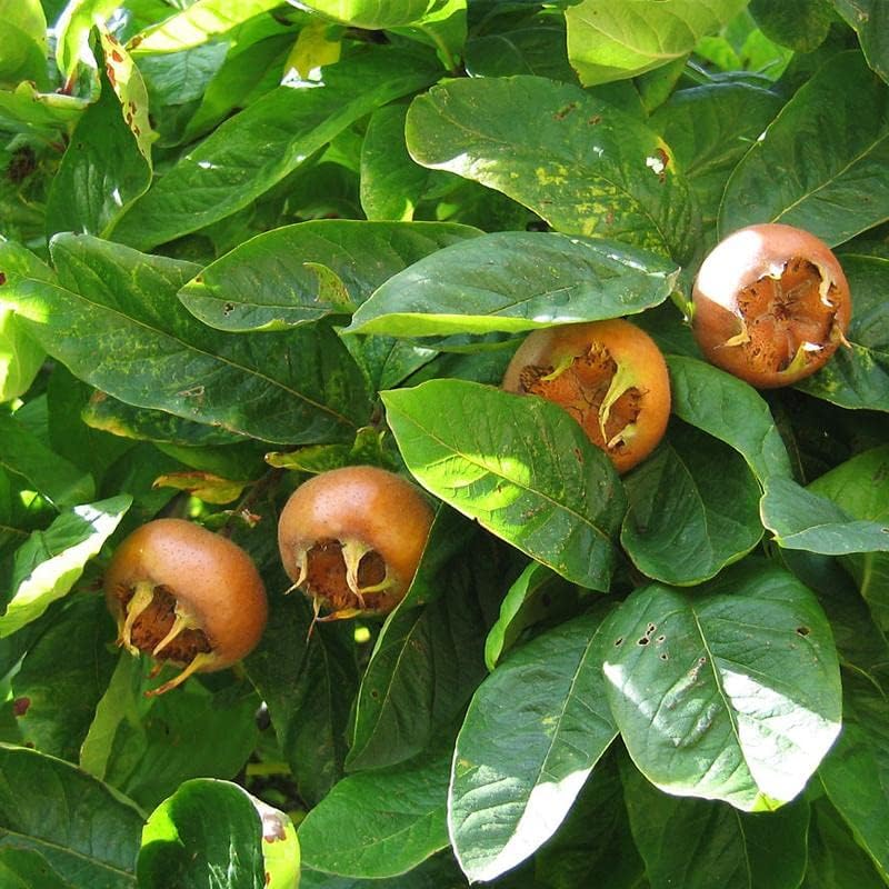 Medlar Fruit Seeds for Growing Unique and Tangy Medlar Trees