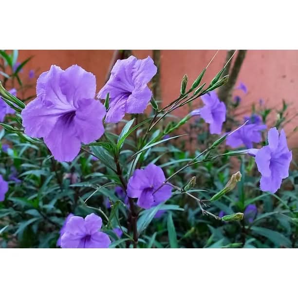 Ruellia Humilis Violet Seeds – Non-GMO Flower Seeds for Planting