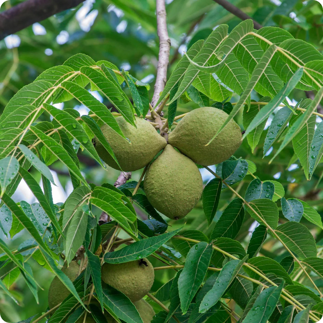 Walnut Fruit Seeds for Growing Nut-Bearing Walnut Trees