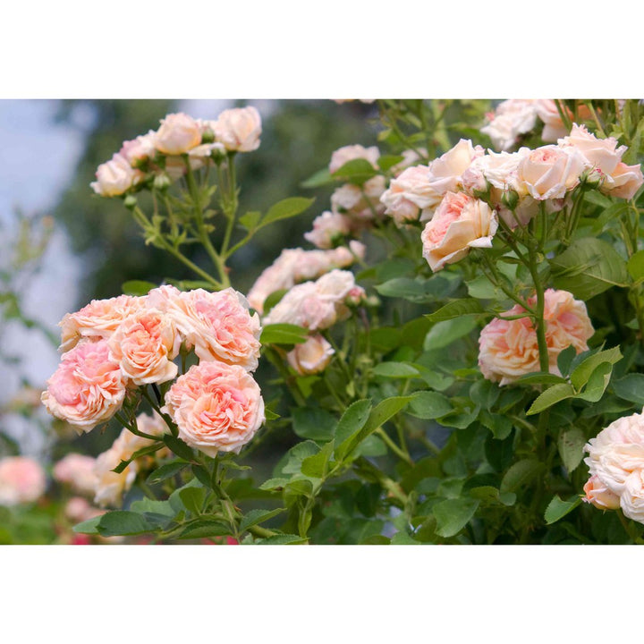 Pink Climbing Roses Plant Seeds - Non-GMO Heirloom Garden Seeds for Planting Beautiful Blooms