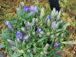 Gentiana Scabra Flower Seeds – Rare Blue Blooms, Heirloom, Non-GMO Seeds for Garden & Rock Borders Dhara Seeds