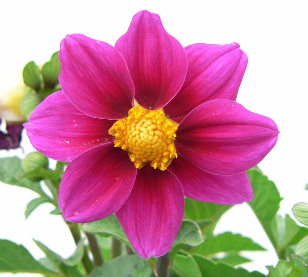 Dahlia Pinnata Mignon Rose Colored Flowering Seeds For Planting in home garden or containers