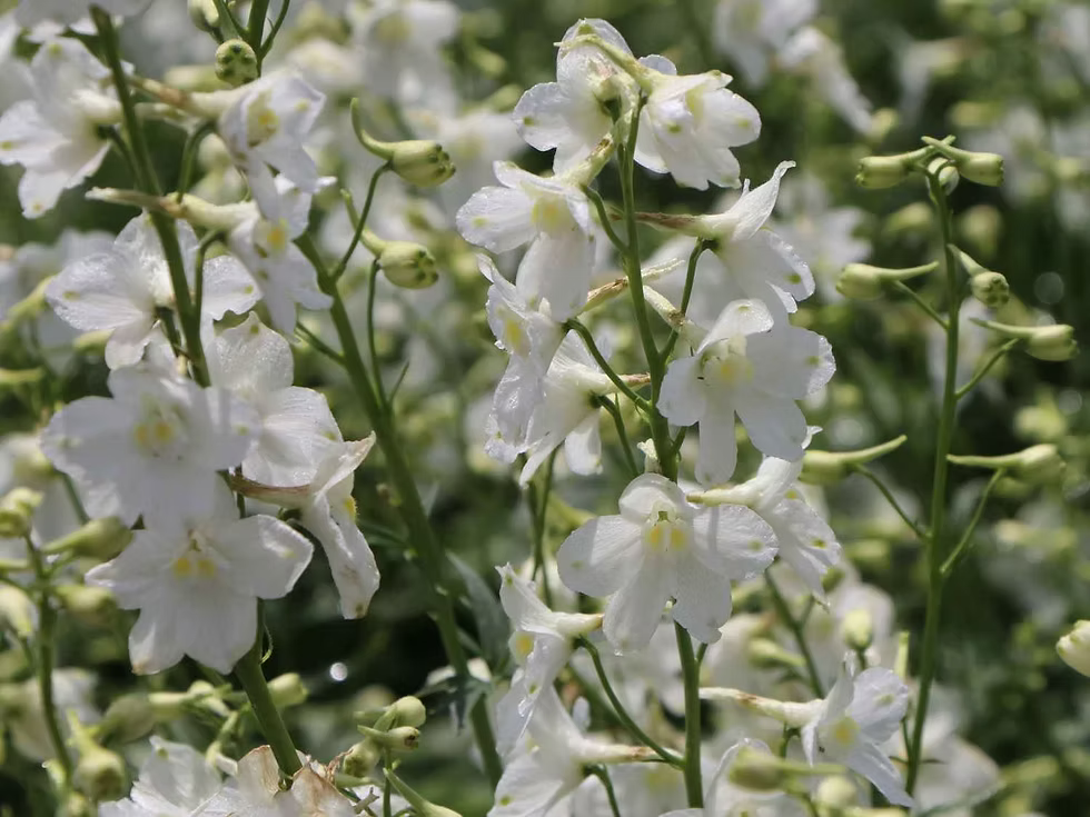 Delphinium 'Casa Bella' Seeds for Garden and Container Planting