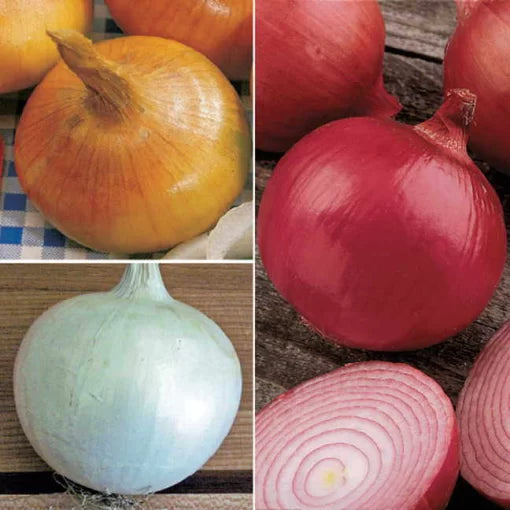 Short-Day Mix Onion Seeds High Germination Garden Seeds heirloom non-gmo seeds