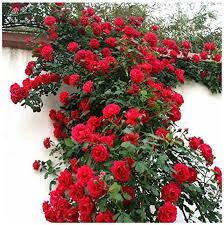Rose Rosa polyantha Flower Seeds for Planting in Bonsai and Indoor Pots