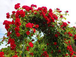 Rose Rosa polyantha Flower Seeds for Planting in Bonsai and Indoor Pots