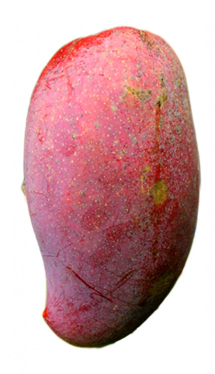 Lancetilla Mango (Mangifera indica)